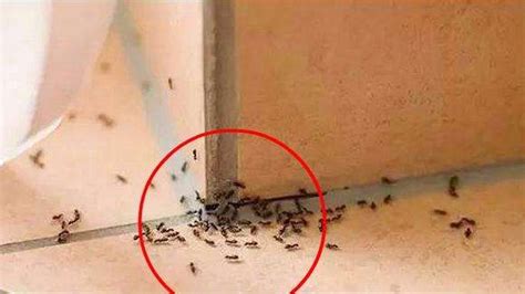 家中有螞蟻如何處理